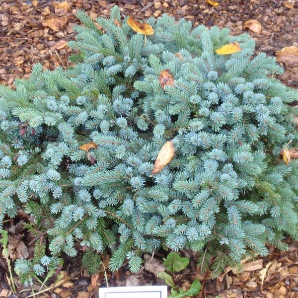 PICEA MARIORIKA MACHALA