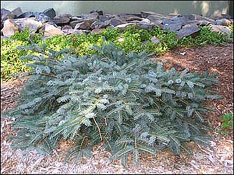 PICEA MARIORIKA MACHALA