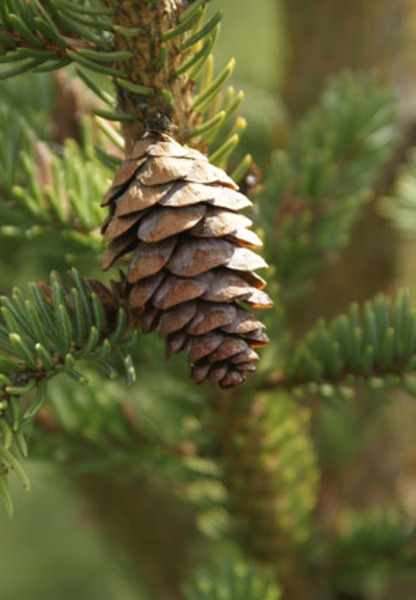 PICEA OMORIKA
