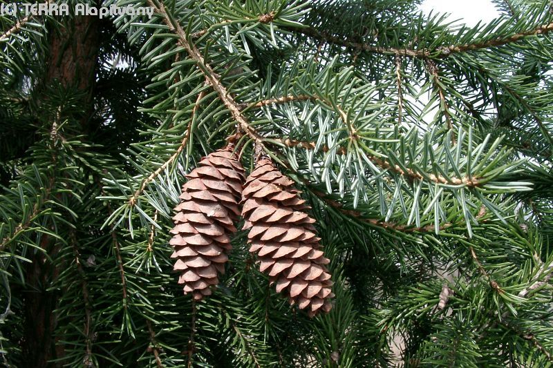 PICEA OMORIKA