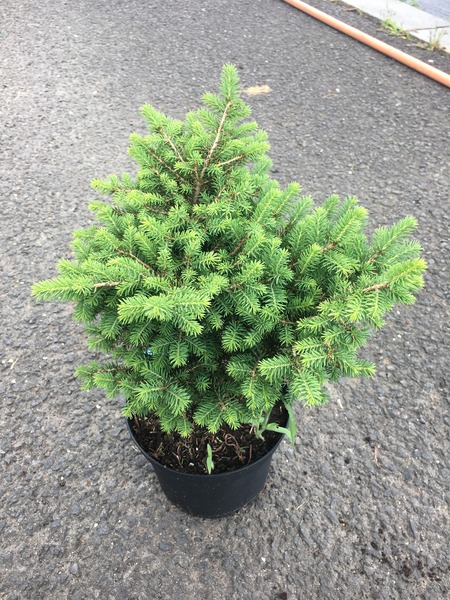 PICEA OMORIKA KAREL