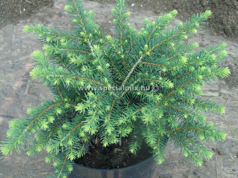 PICEA OMORIKA KAREL