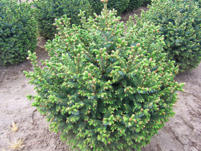 PICEA OMORIKA NANA