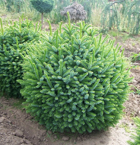 PICEA OMORIKA NANA
