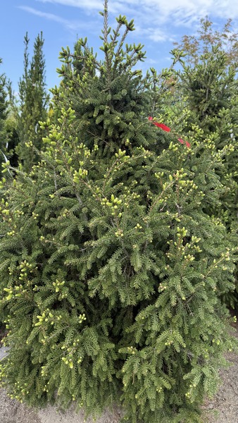 PICEA ORIENTALIS COMPACTA