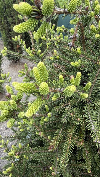 PICEA ORIENTALIS COMPACTA