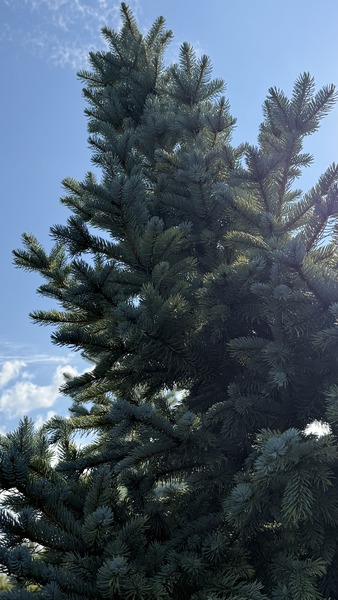 PICEA PUNGENS BALATON