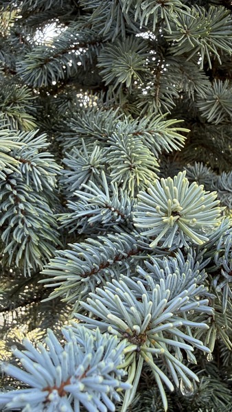PICEA PUNGENS BALATON