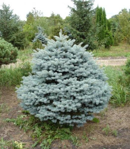 PICEA PUNGENS CONICA