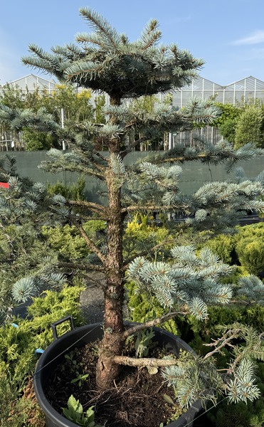 PICEA PUNGENS EDIT