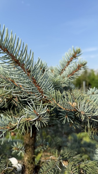 PICEA PUNGENS EDIT