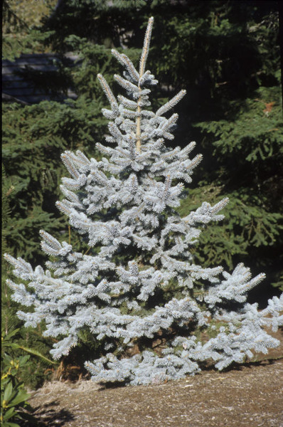 PICEA PUNGENS FAT ALBERT