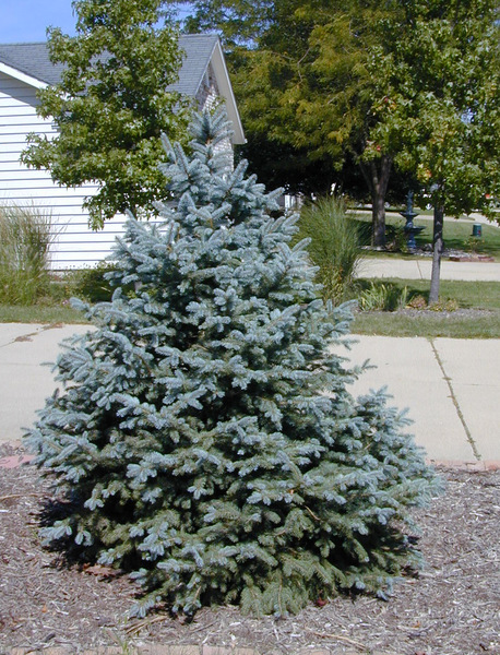 PICEA PUNGENS FAT ALBERT