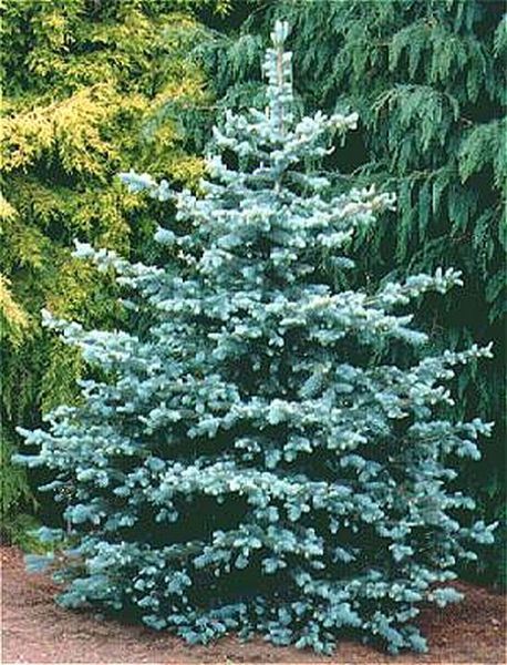 PICEA PUNGENS GLAUCA
