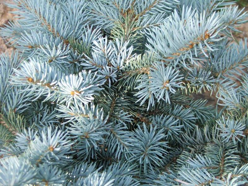 PICEA PUNGENS GLAUCA