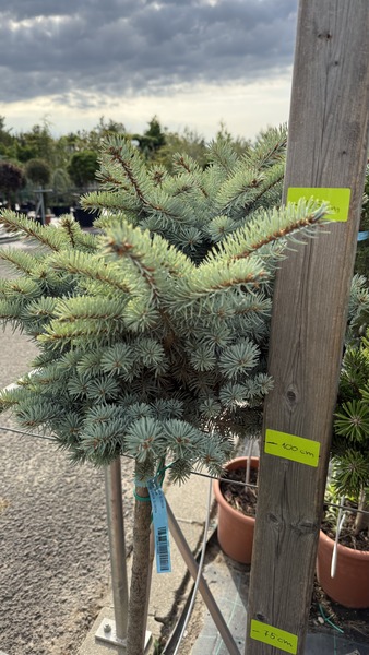 PICEA PUNGENS GLAUCA GLOBOSA