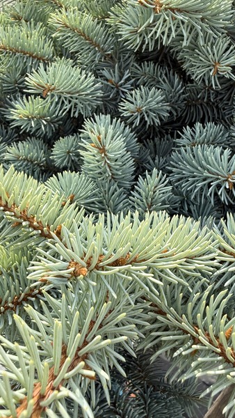 PICEA PUNGENS GLAUCA GLOBOSA
