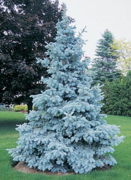 PICEA PUNGENS GLAUCA