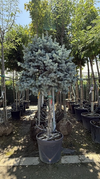 PICEA PUNGENS HOOPSII