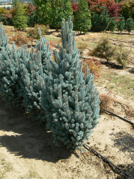 PICEA PUNGENS ISELI FASTIGIATA