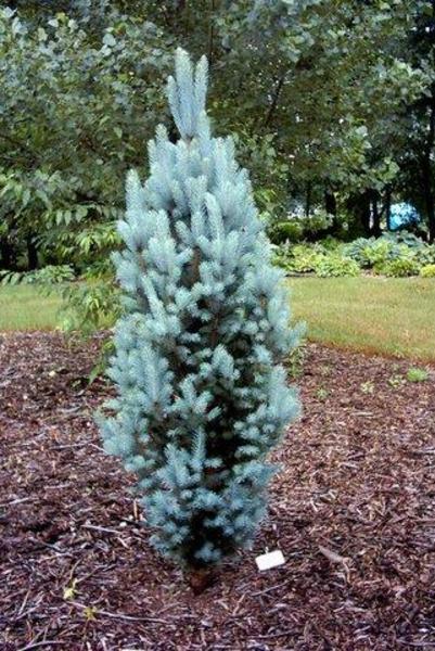 PICEA PUNGENS ISELI FASTIGIATA