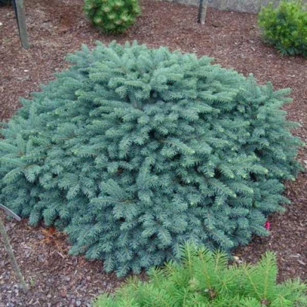 PICEA PUNGENS WALDBRUNN