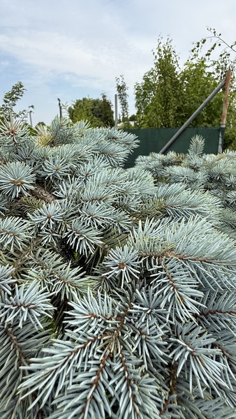 PICEA PU. GL. R&Eacute;VAI ESERNYŐ