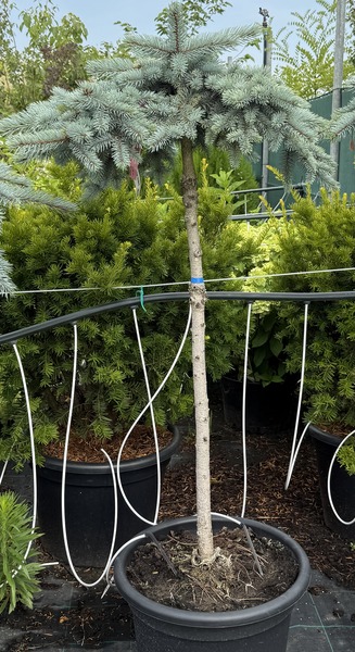 PICEA PU. GL. R&Eacute;VAI ESERNYŐ