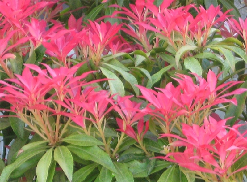 PIERIS JAPONICA SP.