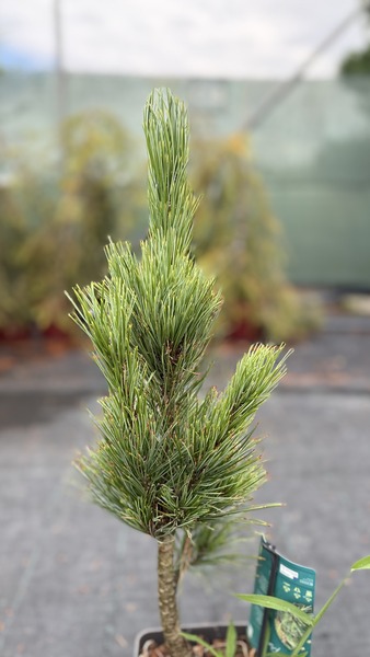 PINUS CEMBRA GLAUCA