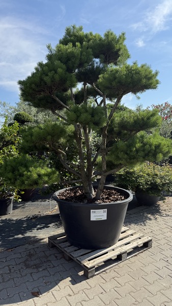 PINUS CONTORTA