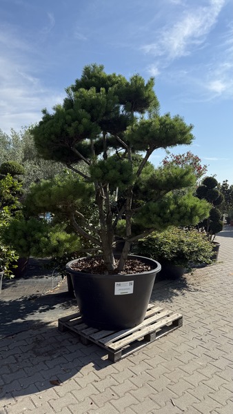PINUS CONTORTA