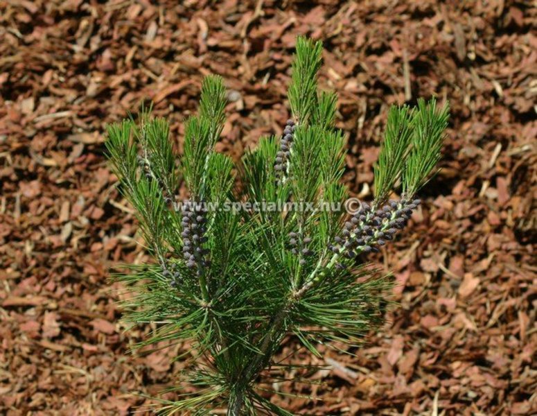 PINUS DENSIFLORA UMBRACULIFERA