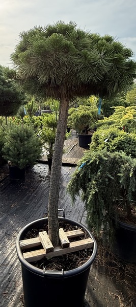 PINUS DENSIFLORA JANE KLUIS