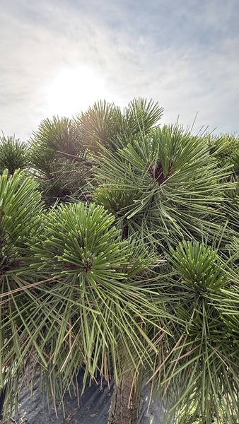 PINUS DENSIFLORA JANE KLUIS