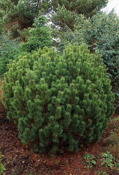 PINUS MUGO MOPS