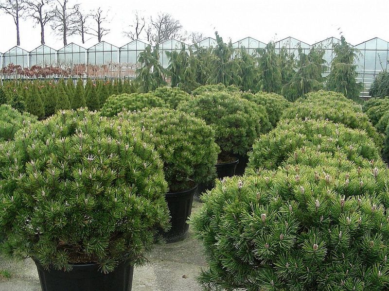 PINUS MUGO MOPS
