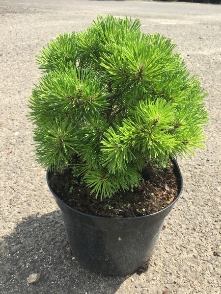 PINUS MUGO MOPS
