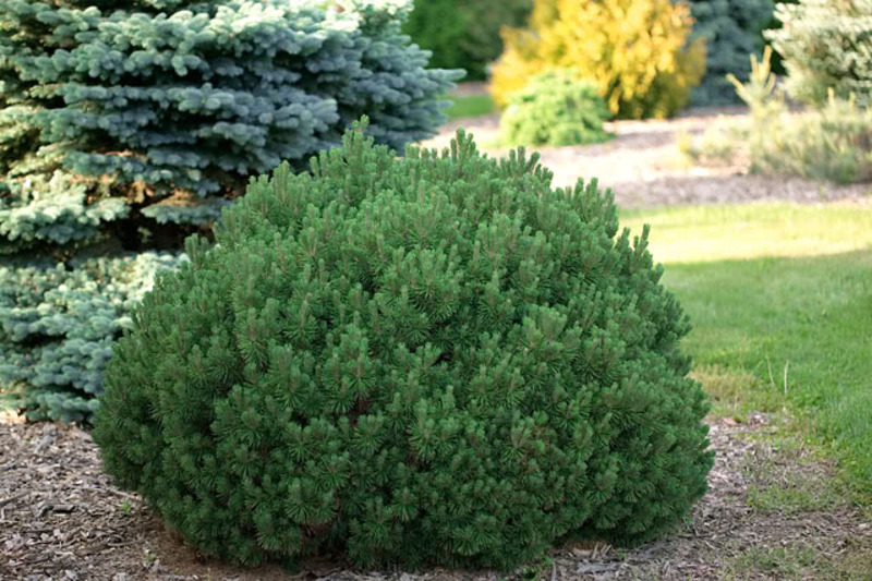 PINUS MUGO MOPS