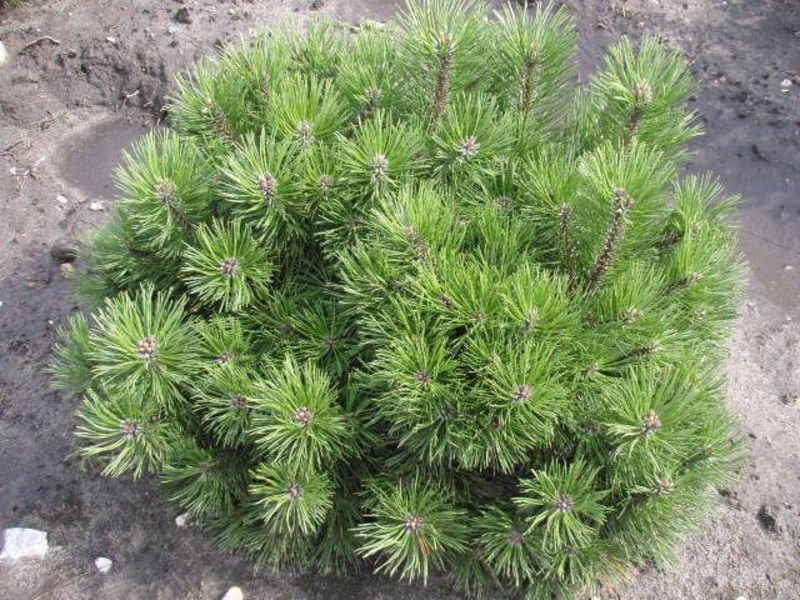 PINUS MUGO VAR. MUGHUS