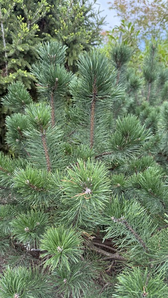 PINUS MUGO VAR. MUGHUS