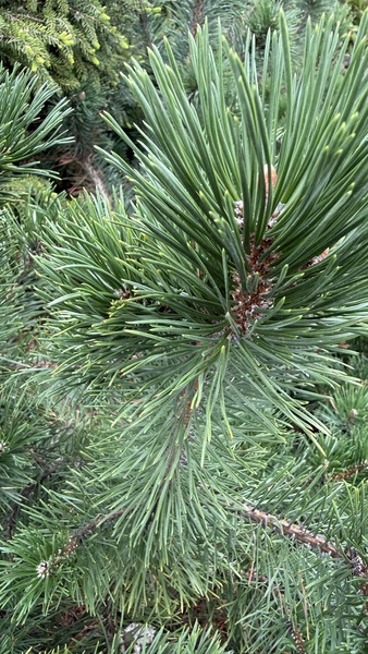 PINUS MUGO VAR. MUGHUS