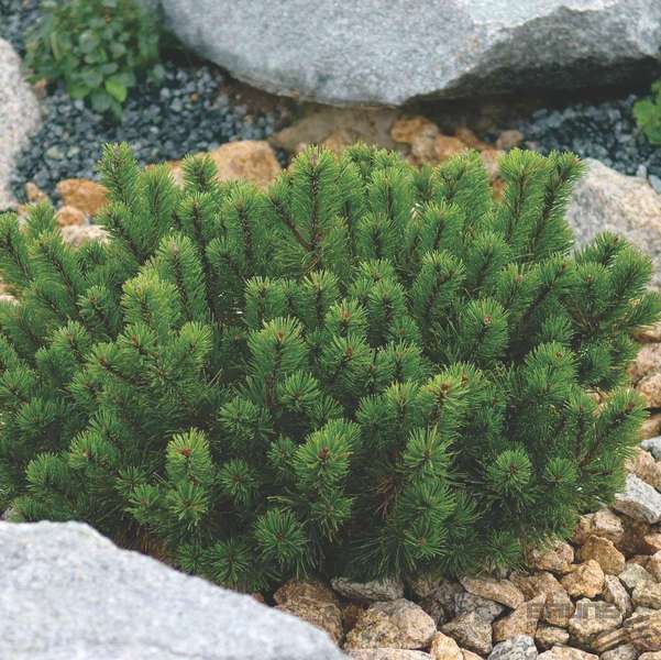 PINUS MUGO VAR. PUMILIO