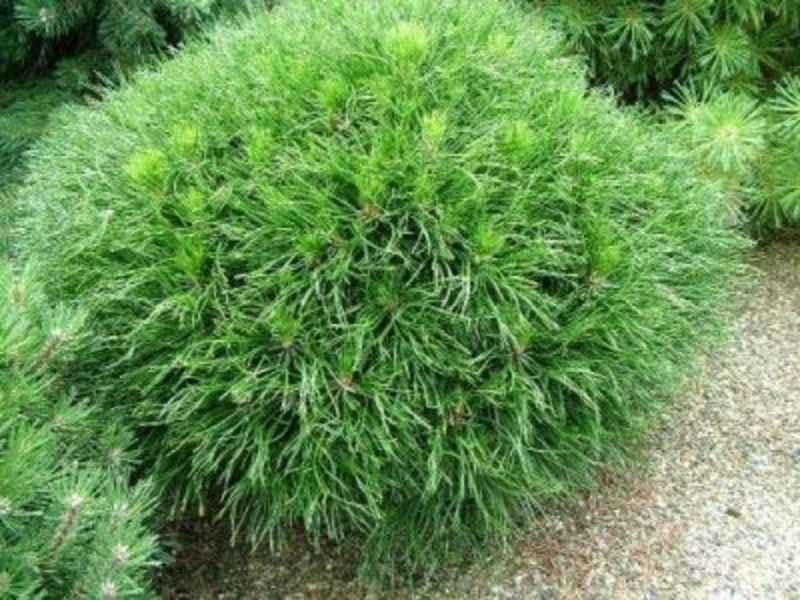 PINUS MUGO VARELLA