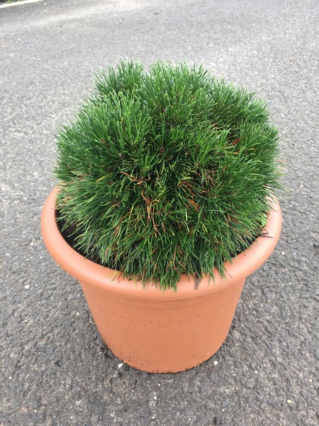 PINUS MUGO VARELLA