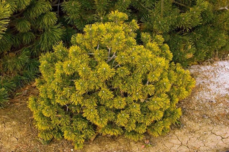 PINUS MUGO WINTER GOLD
