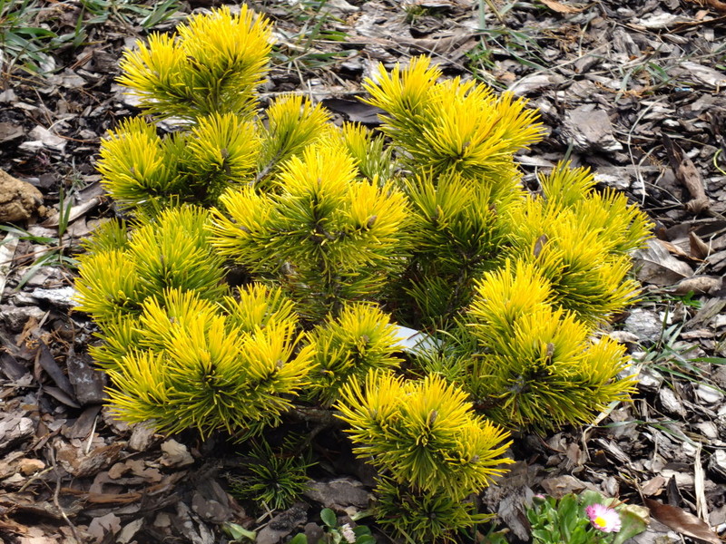 PINUS MUGO WINTER GOLD