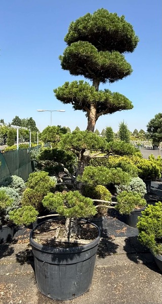 PINUS NIGRA AUSTRIACA