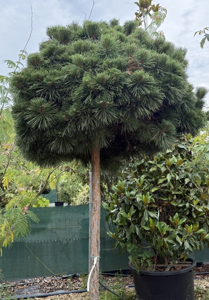 PINUS NIGRA BREPO