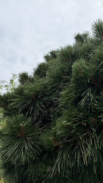 PINUS NIGRA BREPO